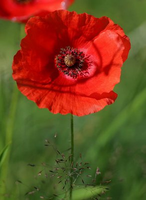 Field Poppy