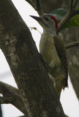 Fine-spotted Woodpecker (Campethera punctuligera) Female