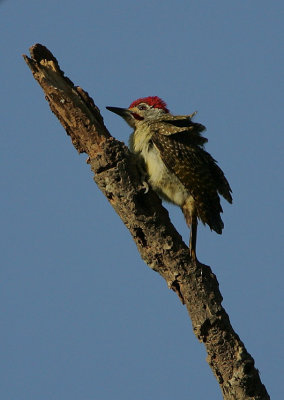 Fine-spotted Woodpecker (Campethera punctuligera) Male