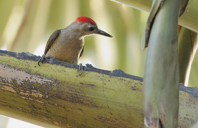 Grey Woodpecker (Dendropicos goertae) Male