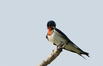 Red-chested Swallow (Hirundo lucida) preening