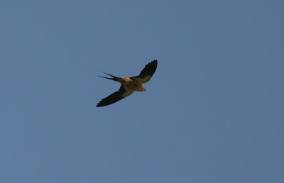 Mosque Swallow (Cecropis senegalensis) in flight