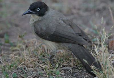 Blackcap Babbler (Turdoides reinwardtii)