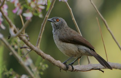 Brown Babbler (Turdoides plebejus)