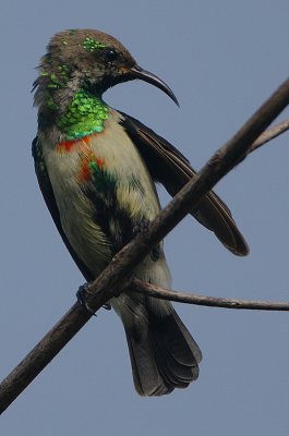 Beautiful Sunbird -immature Male