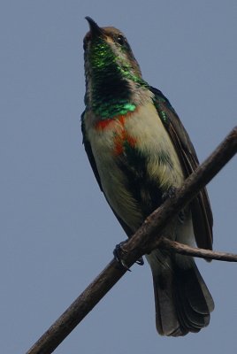 Beautiful Sunbird immature male 