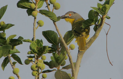 Grey-headed Bush Shrike (Malaconotus blanchoti)