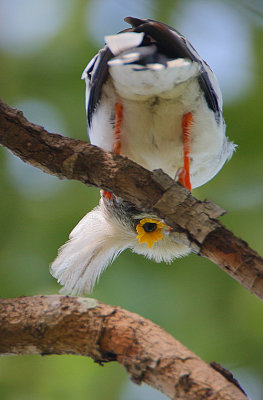 White-crested Helmet Shrike (Prionops plumatus)