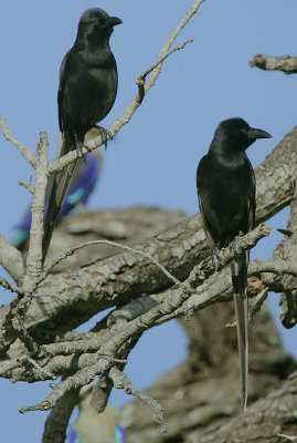 Piapiac (Ptilostomus afer)