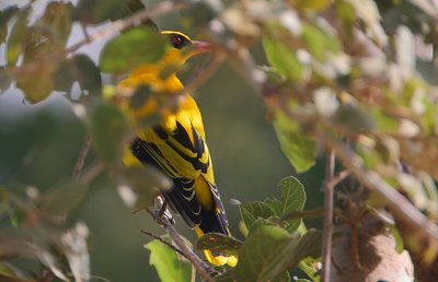 African Golden Oriole (Oriolus auratus)