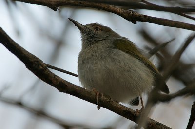 Grey-backed Camaroptera (Camaroptera brachyura)