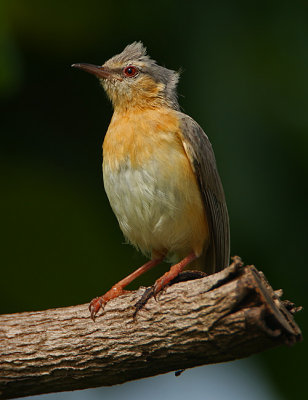 Northern Crombec (Sylvietta brachyura)