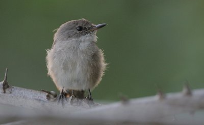 Swamp Flycatcher (Muscicapa aquatica)