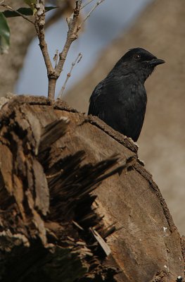 Northern Black Flycatcher (Melaenornis edolioides)