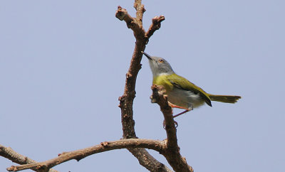 Yellow-breasted Apalis (Apalis flavida)