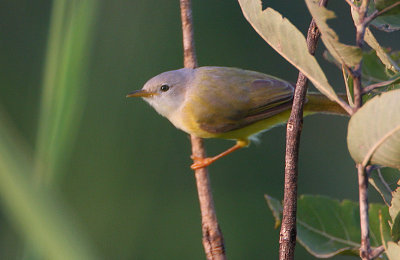 Green-backed Eremomela (Eremomela  pusilla)