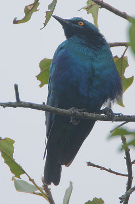 Lesser Blue-eared Glossy Starling (Lamprotornis chloropterus)