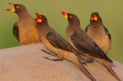 Passerines:  Sunbirds & Starlings