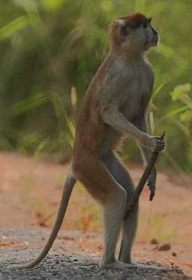 Patas Monkey (Erythrocebus patas)