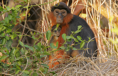 Western Red Colobus  -Mother & child