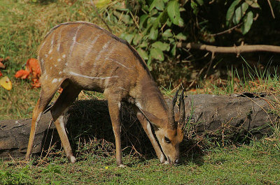 Bushbuck (Tragelaphus scriptus) 