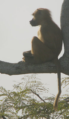 Guinea Baboon at first light.