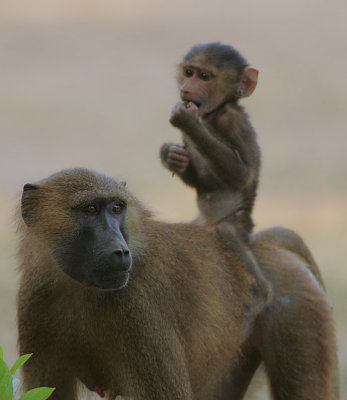 Guinea Baboon mother  & infant