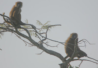 Guinea Baboons at first light
