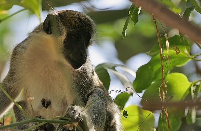 Green Monkey