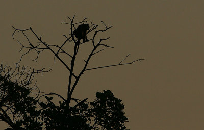 Green Monkey @ sunrise