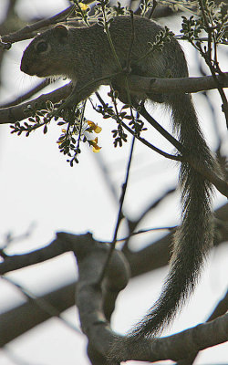Gambian Sun Squirrel (Heliosciurus gambianus)