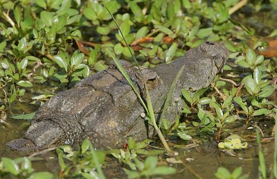 Nile Crocodile 