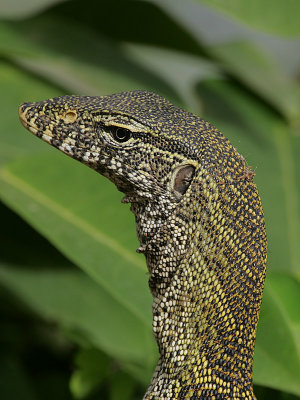 Nile monitor (Varanus niloticus)