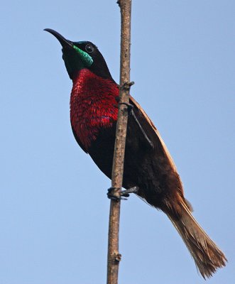 Scarlet-chested Sunbird (Nectarinia senegalensis)