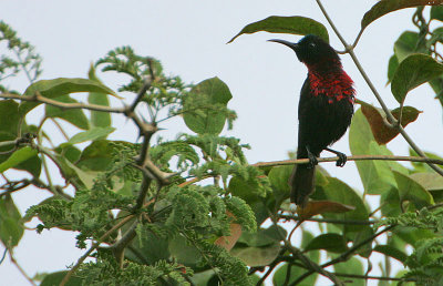 Scarlet-chested Sunbird (Nectarinia senegalensis)