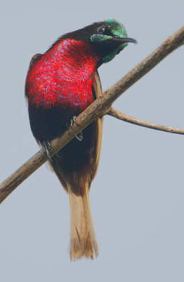 Scarlet-chested Sunbird (Nectarinia senegalensis)