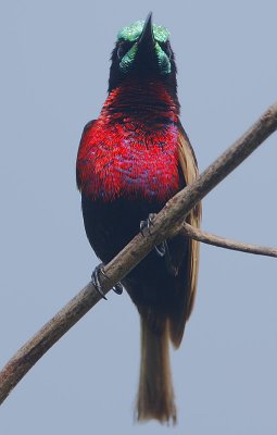 Scarlet-chested Sunbird (Nectarinia senegalensis)