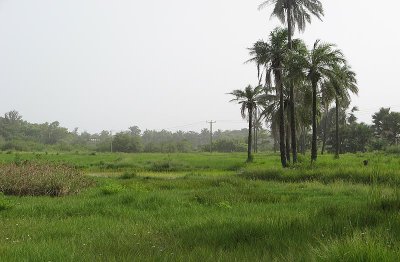 Kotu Rice Fields 
