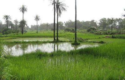 Kotu Rice Fields