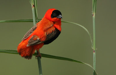 Northern Red Bishop (Euplectes franciscanus) male