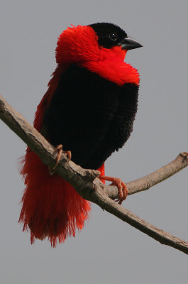 Northern Red Bishop (Euplectes franciscanus) male