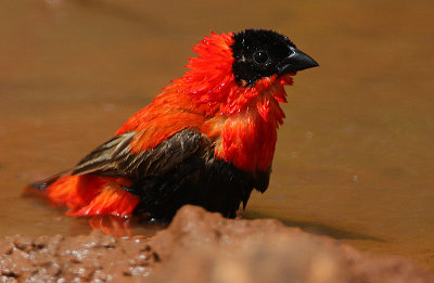 Northern Red Bishop (Euplectes franciscanus) male bathing
