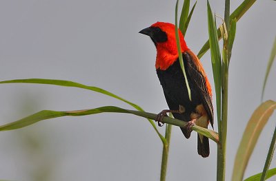 Black-winged Red Bishop (Euplectes hordeaceus) Male