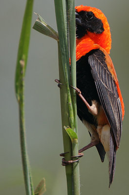 Black-winged Red Bishop (Euplectes hordeaceus) Male