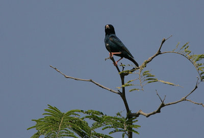 Village Indigobird (Vidua chalybeata) male