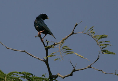 Village Indigobird (Vidua chalybeata) male