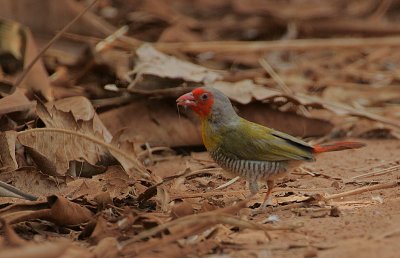 Green-winged Pytilia (Pytilia melba)