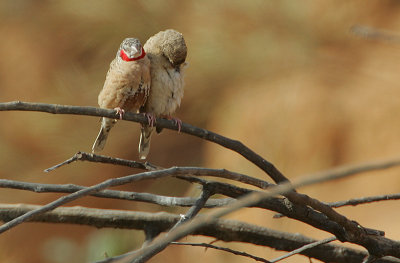 Cut-throat Finch (Amadina fasciata) pair
