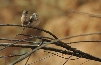 Cut-throat Finch (Amadina fasciata) pair