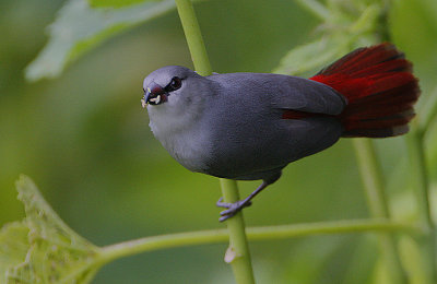 Lavender Waxbill (Estrilda caerulescens)